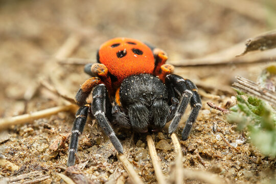 The ladybird spider (Eresus kollari) - male, Czech Republic