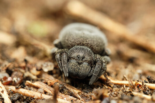 The ladybird spider (Eresus kollari) - female, Czech Republic