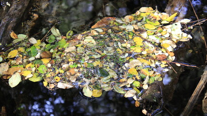 bosque 9