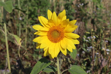 Sonnenblume