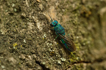 Cuckoo wasp on rock. Czech Republic, Europe