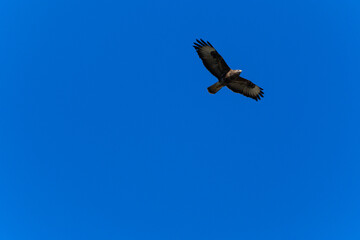 Common buzzard flying in the sky