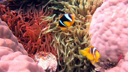 fish in aquarium