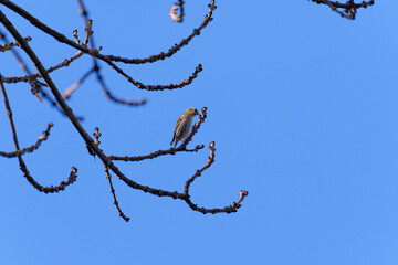 Eurasian siskin (Spinus spinus) in a tree on blue sky