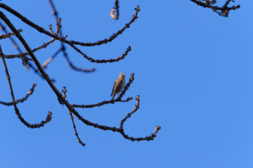 Eurasian siskin (Spinus spinus) in a tree