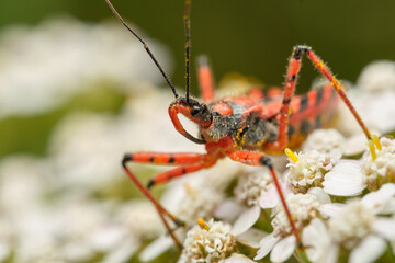 The assassin and thread-legged bug Rhynocoris iracundus. Czech Republic, Europe