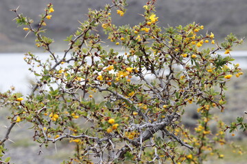 arbol
