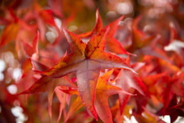 yellow and red autumn leaves on a branch