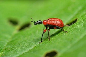 The hazel-leaf roller weevil (Apoderus coryli).  Czech Republic, Europe
