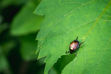 bug eating his lunch on a leaf