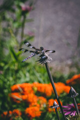 blue dragon flower on an old dried stem of a flower