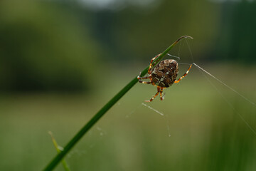 The European garden spider (Araneus diadematus) also called cross spider. Czech Republic, Europe