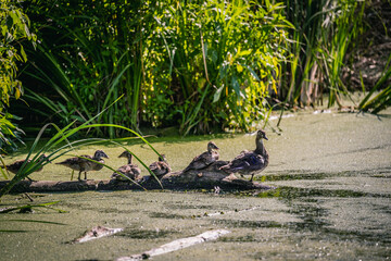 mother duck with ducklings on a log in the wetlands