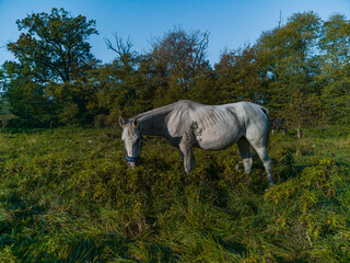 White horse at grazing at green field with trees around