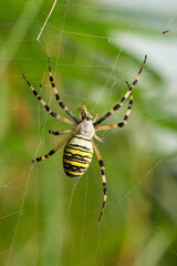 Orb-weaver spider Argiope bruennichi (wasp spider). Czech Republic, Europe.
