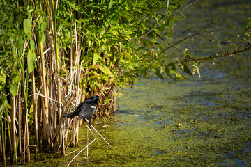 red winged blackbird on a reed in a wetland