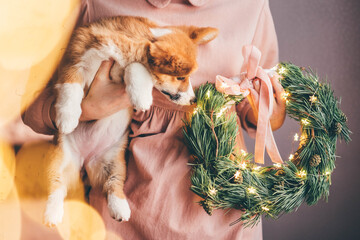 New Year dog, Corgi Puppy with christmas wreath.