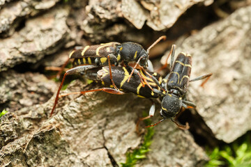 Three wasp-mimicking longhorn beetles Clytus arietis. Czech Republic, Europe