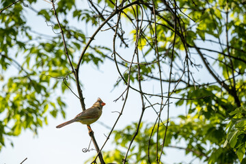 female cardinal looking up at another cardinal in a tree
