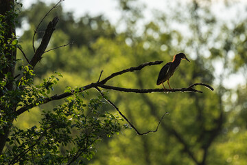 green heron sitting in a tree hunting for prey in the lake