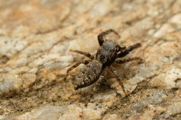 Beautiful jumping spider Marpissa muscosa on stone. Czech Republic, Europe