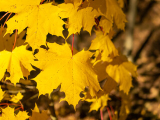 yellow maple leaf