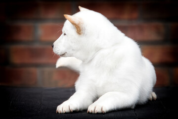 white hokkaido puppy looking sideways
