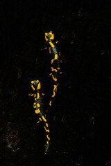 Two fire salamanders (Salamandra salamandra) on a black background, Czech Republic