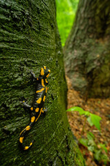 The fire salamander (Salamandra salamandra) on a tree, Czech Republic