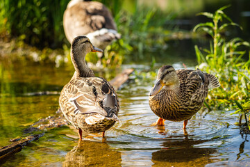 ducks wading in a puddle on a trail after a rain storm