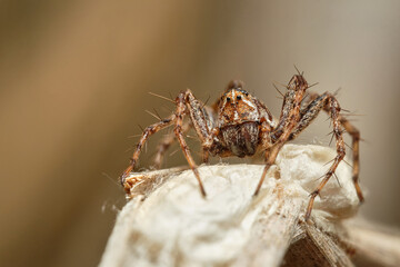 The lynx spider Oxyopes ramosus on brown leaf, Czech Republic, Europe