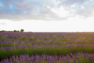 Lavender Field