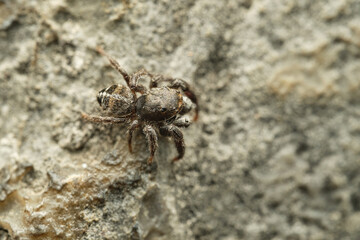 Jumping spider Pellenes tripunctatus on stone, Czech Republic