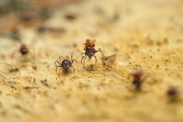 Tiny soil arachnid Damaeus onustus on wood, Czech Republic, Europe