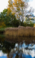 Autumn landscape with reed border reflecting in the pond
