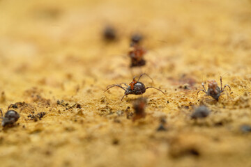 Tiny soil arachnid Damaeus onustus on wood, Czech Republic, Europe