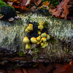 Close up of Sulphur tuft fungus (Hypholoma fasciculare)
