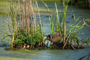 mother mallard duck with her duckings nestled into a makeshift plant shelter