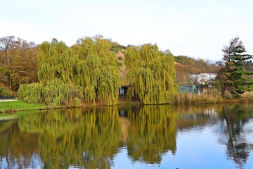 tree branches hanging over the lake in autumn