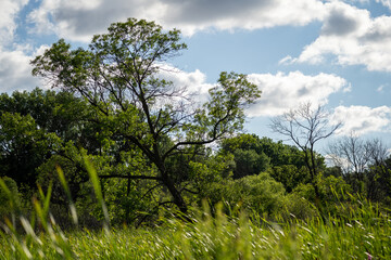 slanted tree growing up from wetland reeds with a cloudy sky