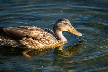 female mallard duck floating on a lake