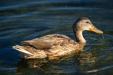 female mallard duck floating on a lake