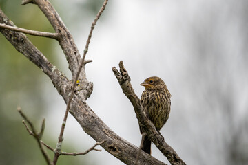 finch perched on a bare branch