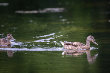 female mallard duck gliding across a calm lake in minnesota