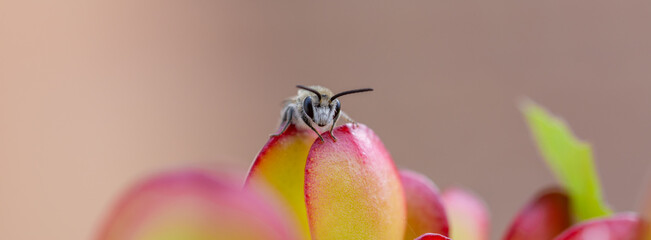 Detail of a small bee on the leaves of a succulent plant