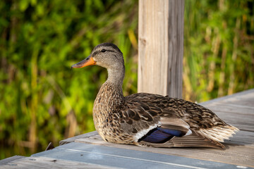duck sitting on a floating pier in minnesota