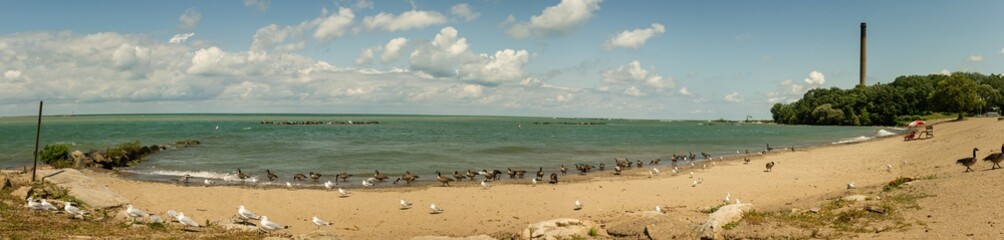 Panorama view of seagulls and geese to be on coast of Ontario lake in Pennsylvania