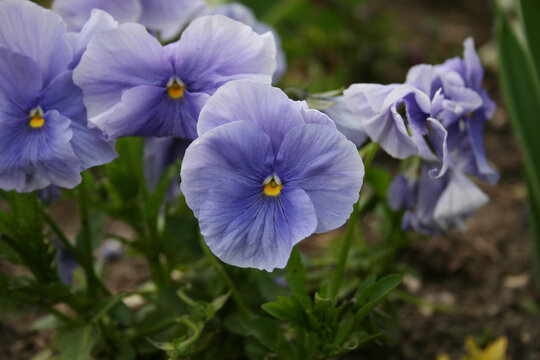 Au jardin
