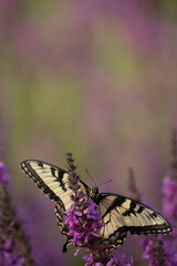 macro image of a butterfly on a flower
