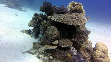 coral reef